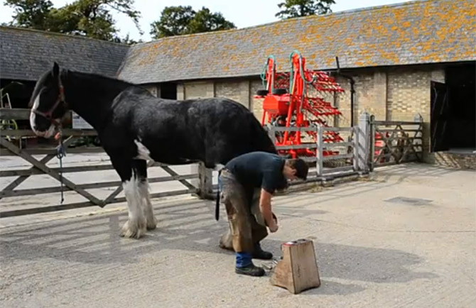 William Hellyer - Farrier Shire Horse
