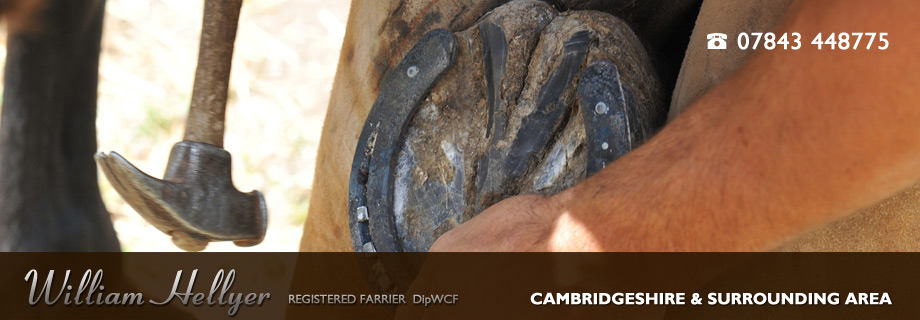 Cambridge Farrier - William Hellyer