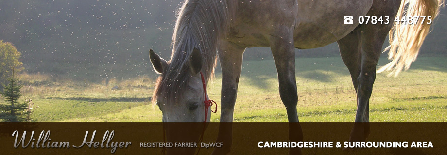 Cambridge Farrier - William Hellyer