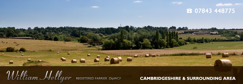 Cambridge Farrier - William Hellyer